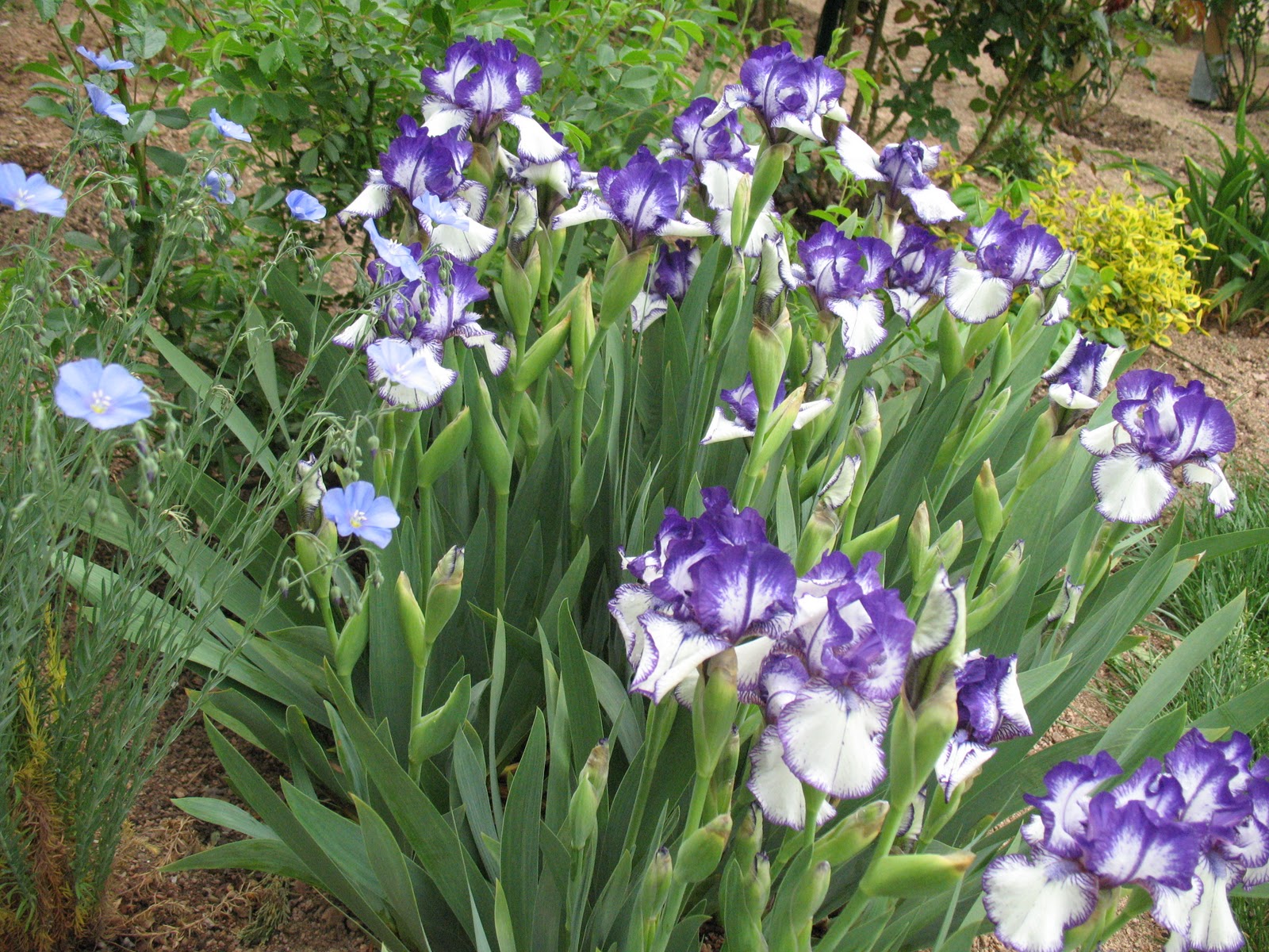 quelle fleur associer avec des iris